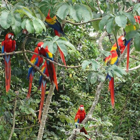 Casa Guacamaya Hotel Palenque Exterior foto