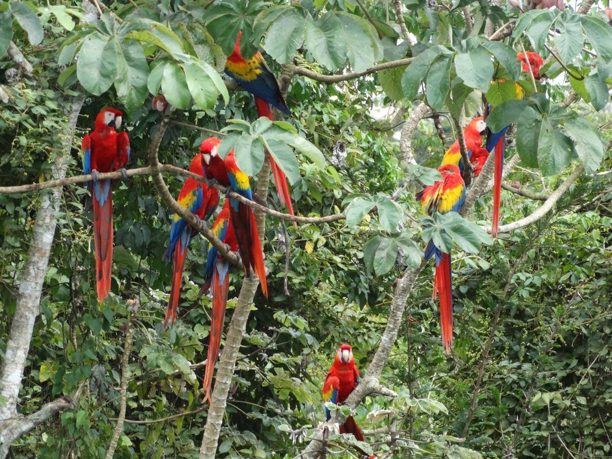 Casa Guacamaya Hotel Palenque Exterior foto